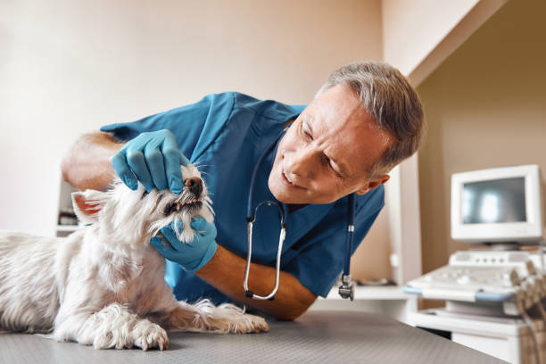 Best Dentist for Tooth Abscess  in New Union, TN